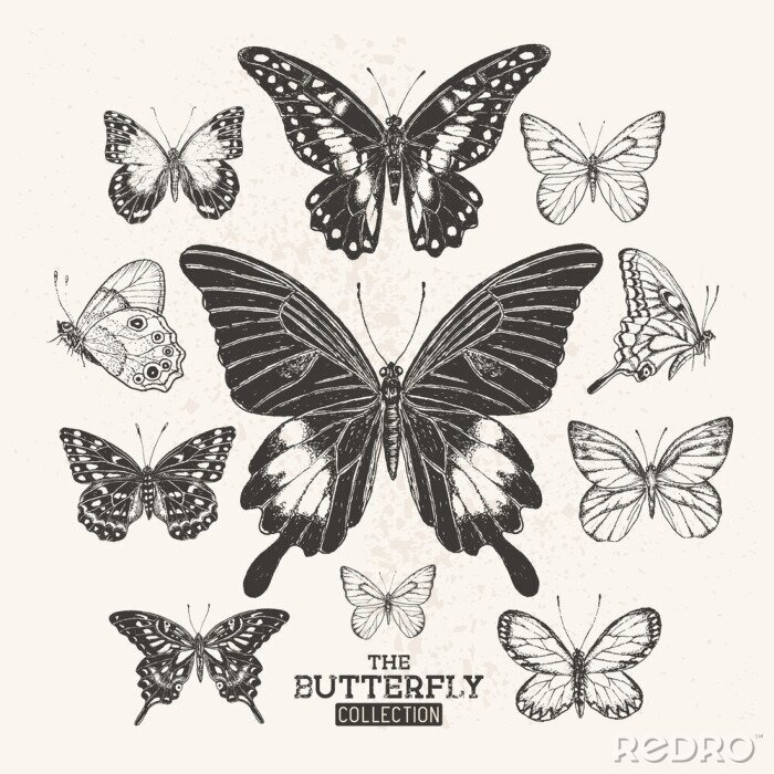 Bild Vintage Schmetterlinge