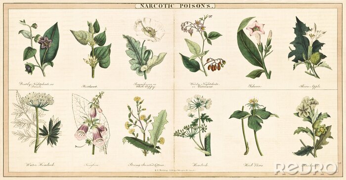 Bild Vintage-Stil Illustration einer Reihe von Pflanzen verwendet, um narkotische Gifte zu schaffen