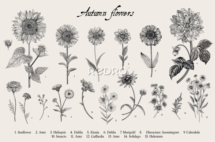 Bild Vintage vector botanical illustration. Set. Autumn flowers. Black and white