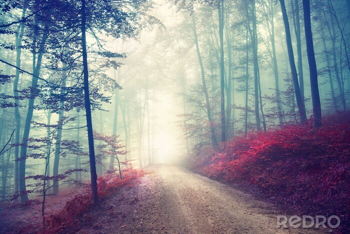 Bild Vintages magisches Waldweg