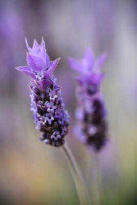 Bild Violet lavender field in Almeria, Spain. Close up lavender flowers