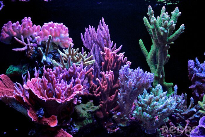 Bild Violett-blaues Korallenriff