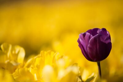 Bild Violette Blume auf gelbem Hintergrund