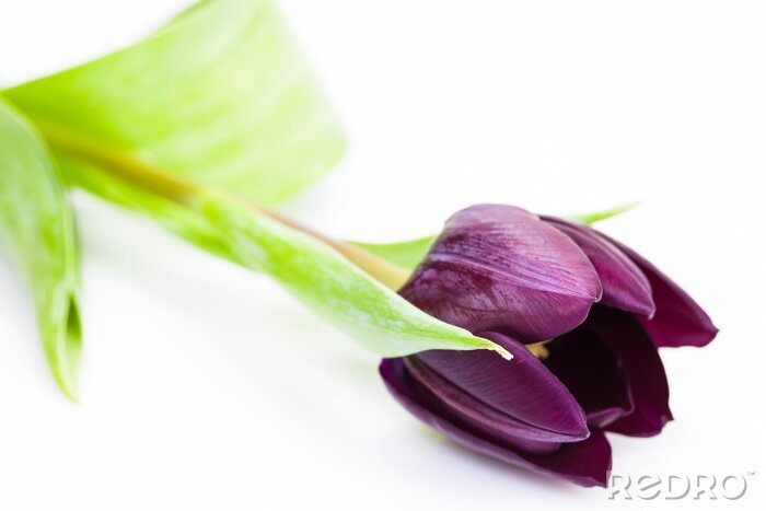 Bild Violette Blume auf weißem Hintergrund