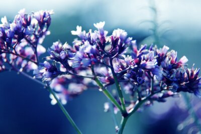 Violette Blumen in Makro