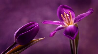 Violette Blumen und violette Kulisse