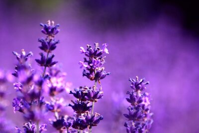 Bild Violette Landschaft mit Blumen