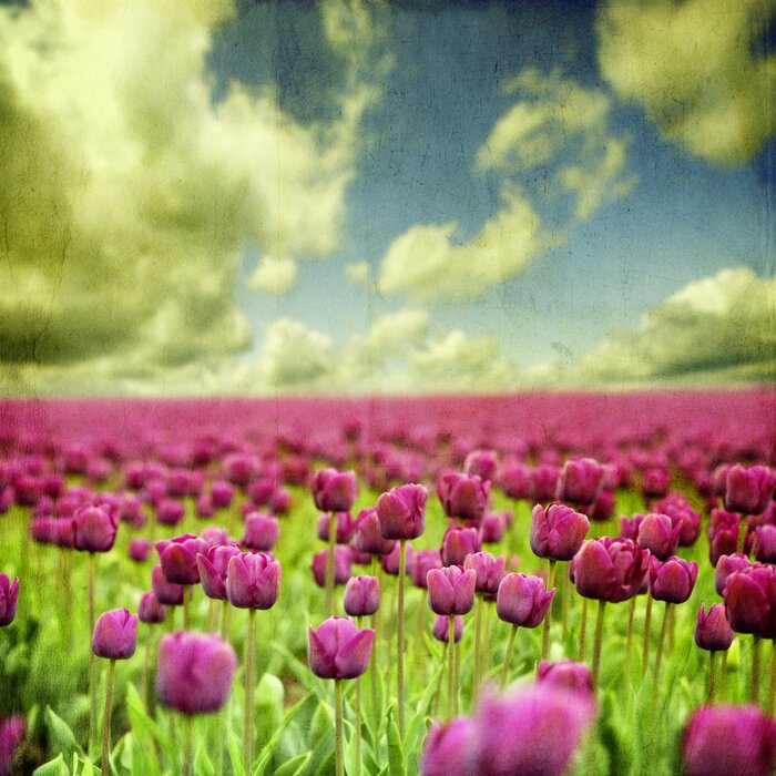 Bild Violette Lavendelblüten