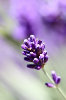 Bild Violette Lavendelblume
