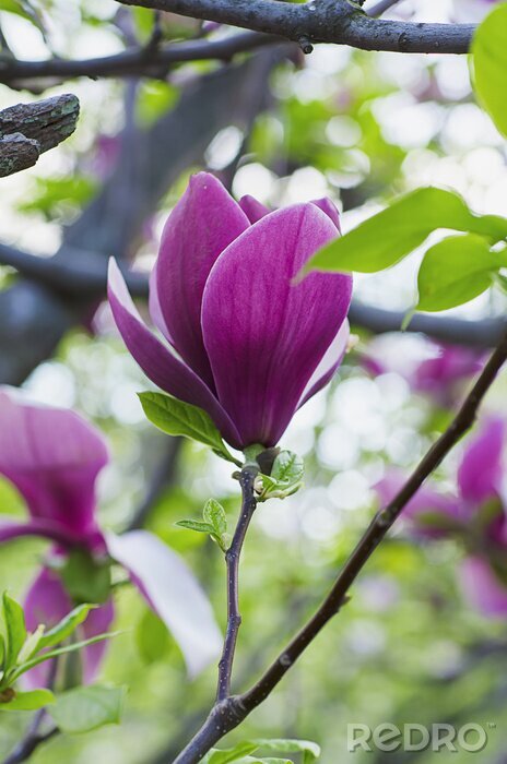 Bild Violette Magnolie 3D