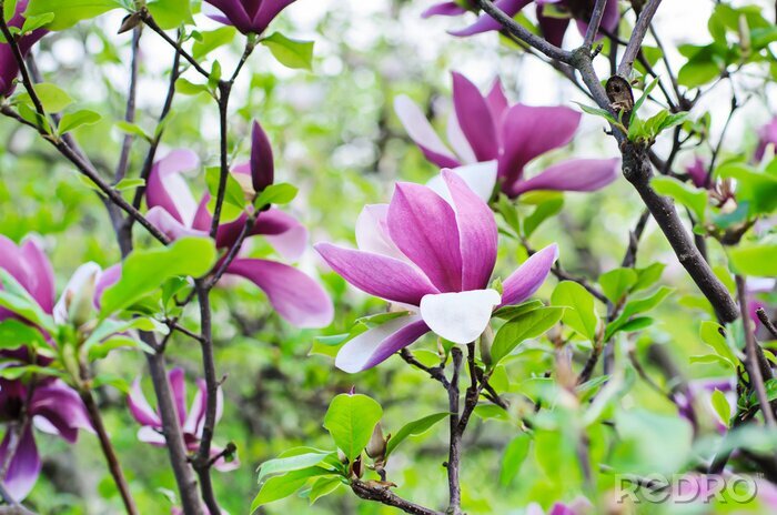 Bild Violette Magnolie und grüne Blätter