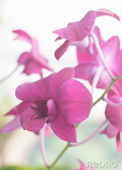 Bild Violette Orchidee auf verschwommenem Hintergrund