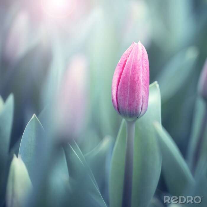 Bild Violette Tulpe vor dem Hintergrund des Grüns