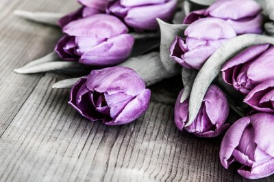 Bild Violette Tulpen auf Brettern