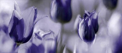Violette Tulpenköpfe