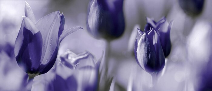 Bild Violette Tulpenköpfe