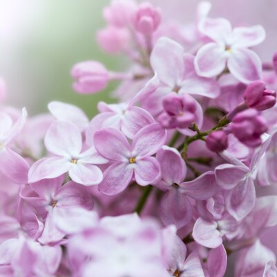 Violetter Flieder als Natur