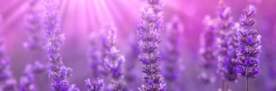 Bild Violettes Muster mit Lavendel
