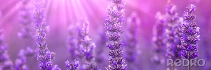 Bild Violettes Muster mit Lavendel