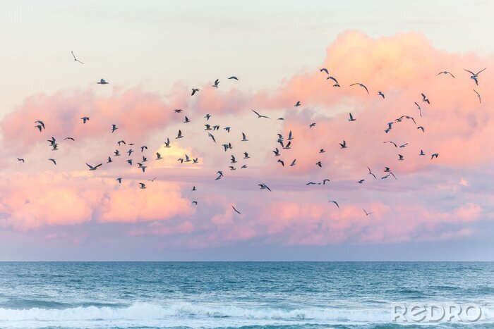 Bild Vögel am Meer