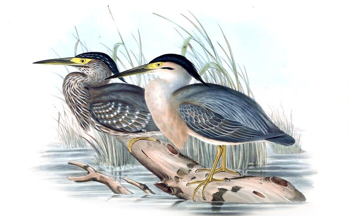 Bild Vögel am Wasser