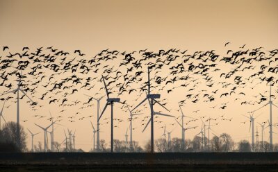Bild Vögel und Windturbinen