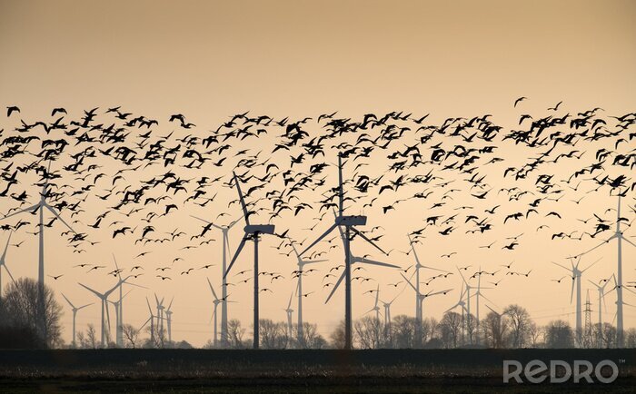 Bild Vögel und Windturbinen