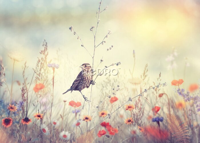 Bild Vogel auf einem Ast im Feld