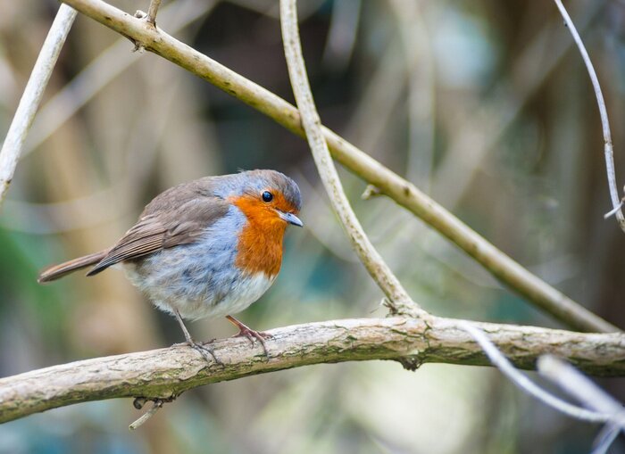 Bild Vogel auf einem Baum sitzend
