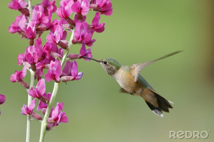 Bild Vogel bei den violetten Blumen