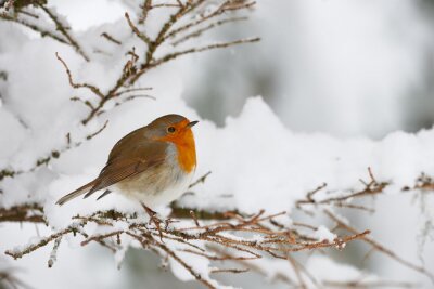 Bild Vogel im Schnee