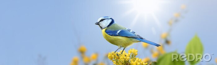 Bild Vogel im Sonnenschein