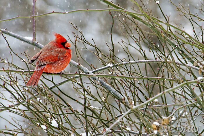 Bild Vogel im Winter Orangefarbener
