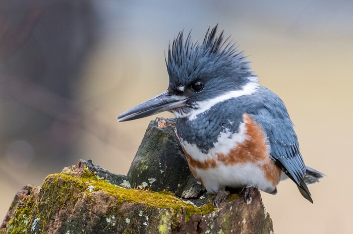 Bild Vogel mit Mähne