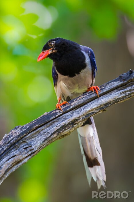 Bild Vogel mit orangefarbenem Schnabel