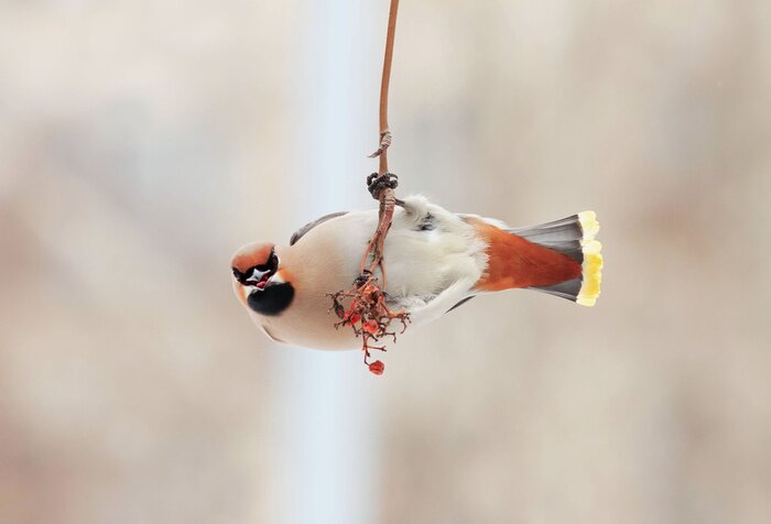 Bild Vogel und Zweig