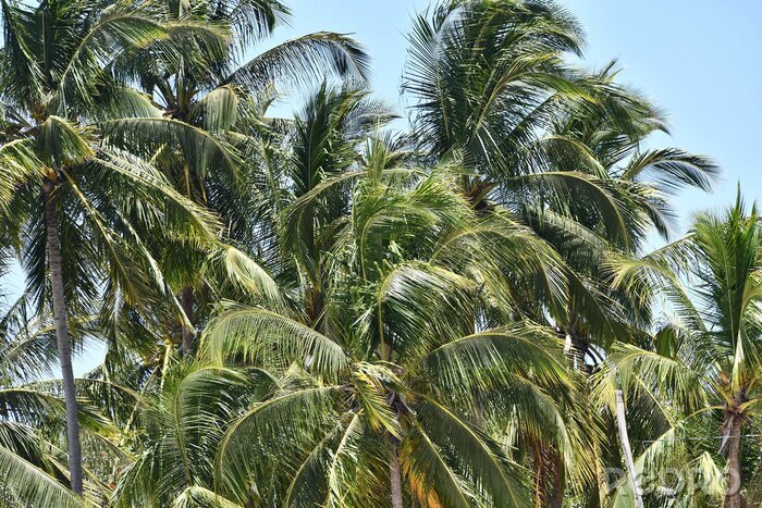 Bild Vom Wind verwehte Palmenblätter