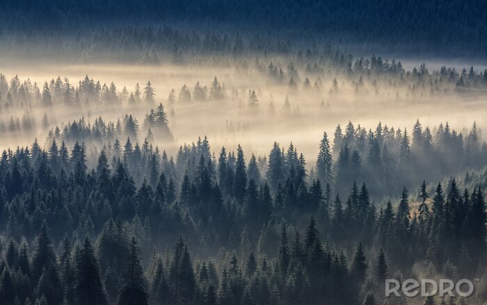 Bild Von gelblichem nebel bedeckter wald