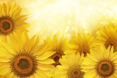 Bild Von Sonne erleuchtete Sonnenblumen