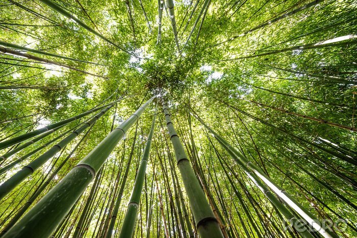 Bild Von unten gesehener Bambuswald