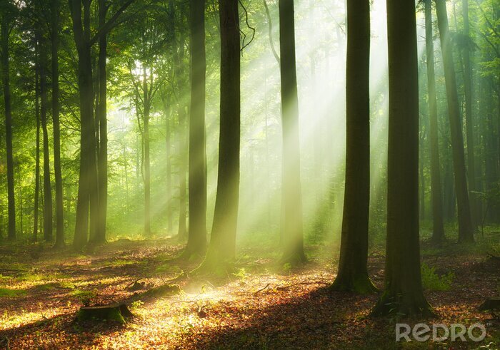 Bild Wald am Morgen