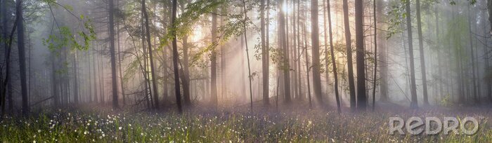 Bild Wald am Morgengrauen