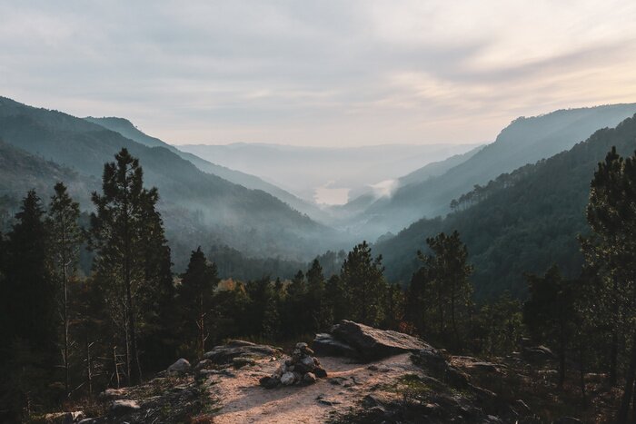 Bild Wald auf dem Hintergrund von Hügeln im Nebel