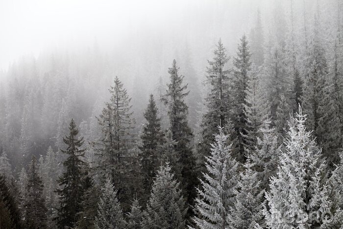 Bild Wald Bäume gefrostet