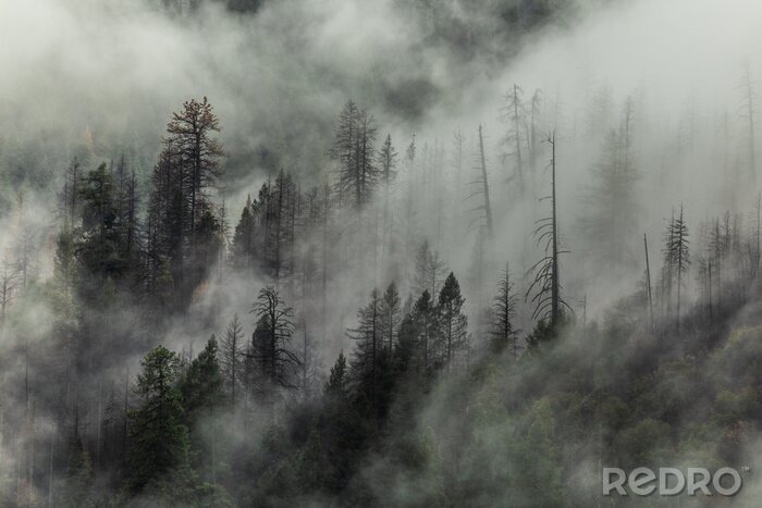 Bild Wald, Bäume und Wolken