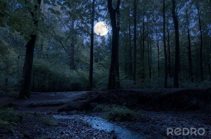 Bild Wald bei Nacht und Vollmond