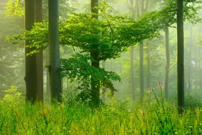 Wald im Grünen und Frühlingssonnenstrahlen
