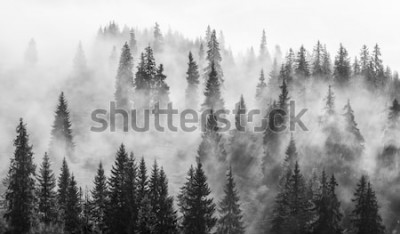 Bild Wald im Nebel, schwarz-weiß Landschaft