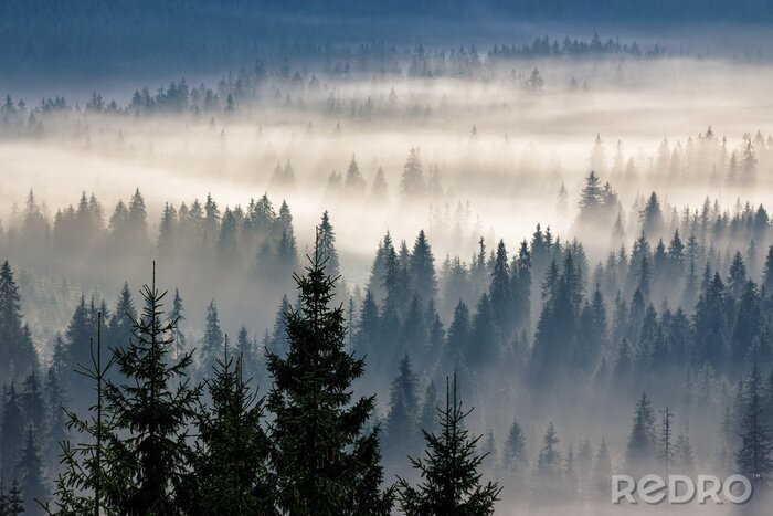 Bild Wald im skandinavischen stil