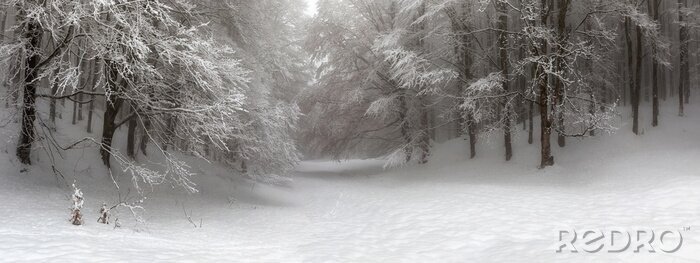 Bild Wald im Winter